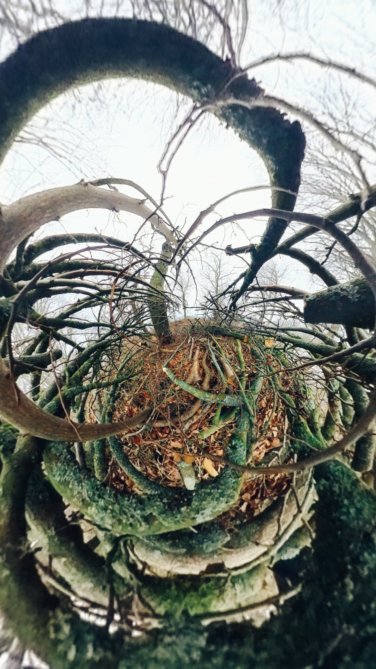 Early Spring Bundle — 11 Nordic Nature Posters (Instant Download)